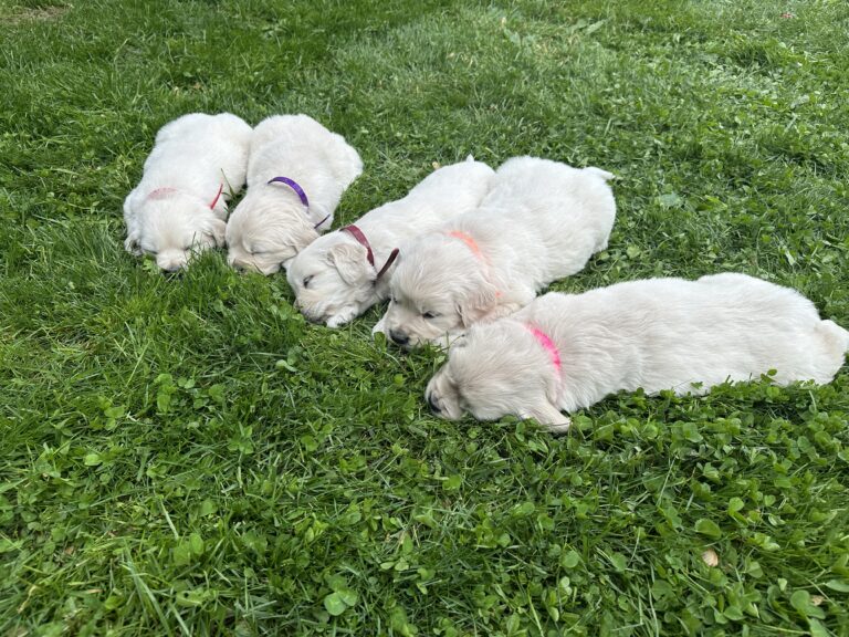 All except Green boy sleeping (at 5 wks old) SOLD