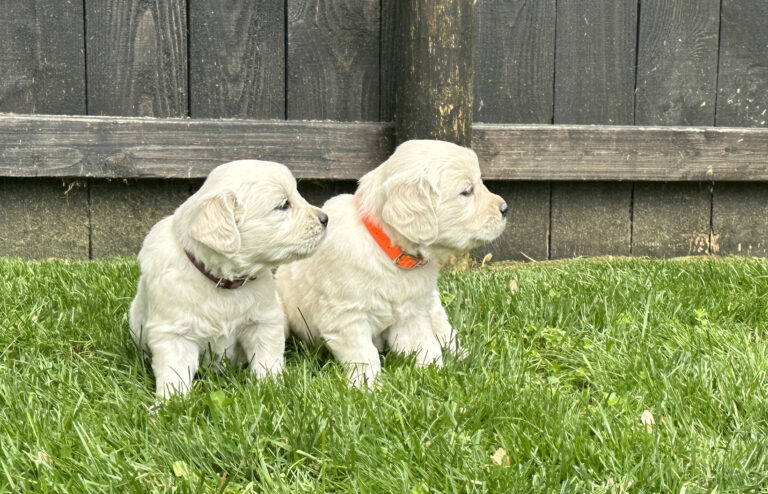 Wine and Orange Boys (at 5 wks old) SOLD